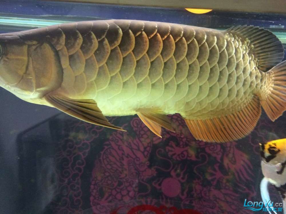 四海水族泰國貿易邀你來拼魚+我的龍魚 白子銀龍魚苗 第1張