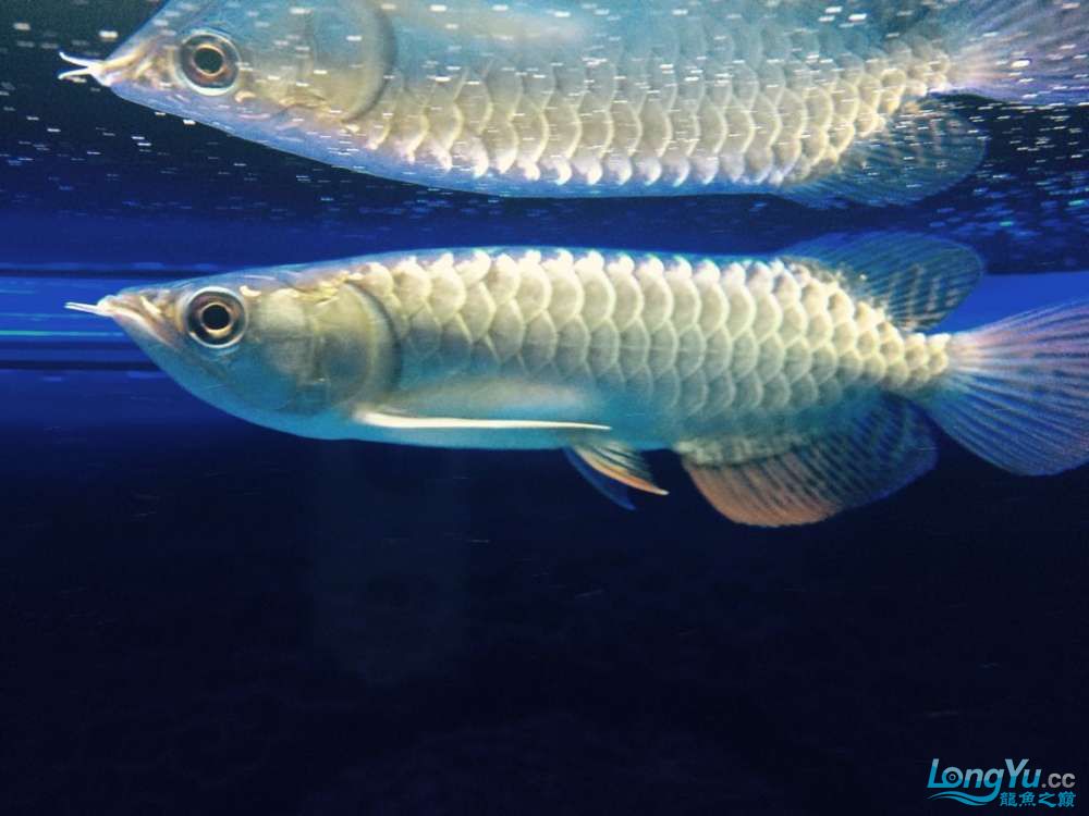 四海水族泰國貿易邀你來拼魚+我的龍魚 白子銀龍魚苗 第2張