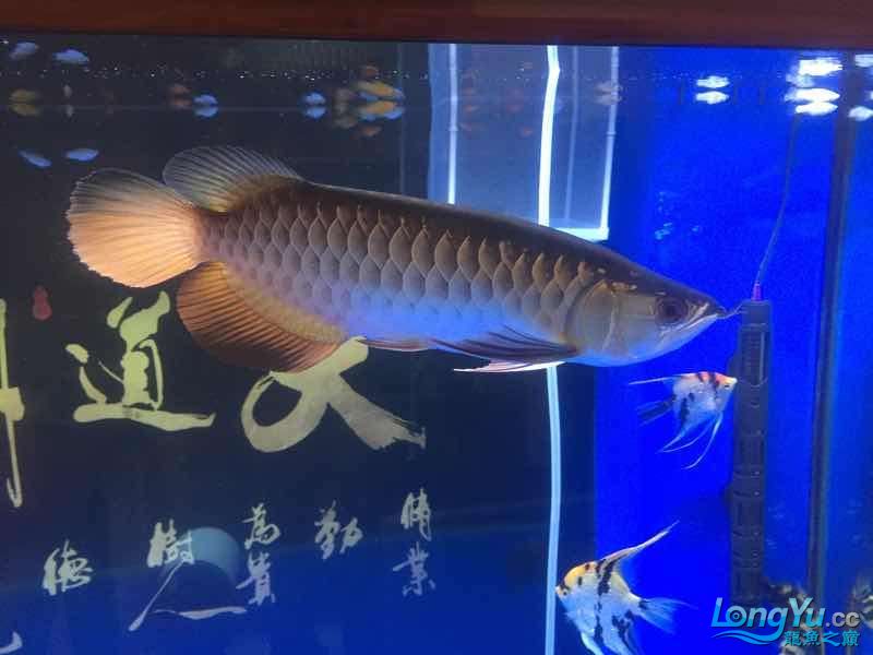 昨天買的神仙暴斃 白子銀龍魚苗 第2張