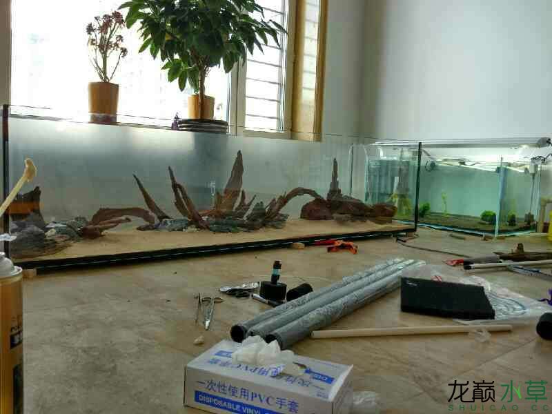 大家給點意見養(yǎng)啥草比較靠譜 狗仔招財貓魚 第1張