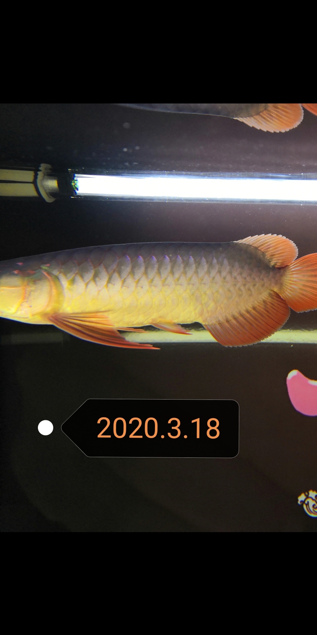 大魚(yú)住別墅小魚(yú)再入缸 名貴錦鯉魚(yú) 第1張