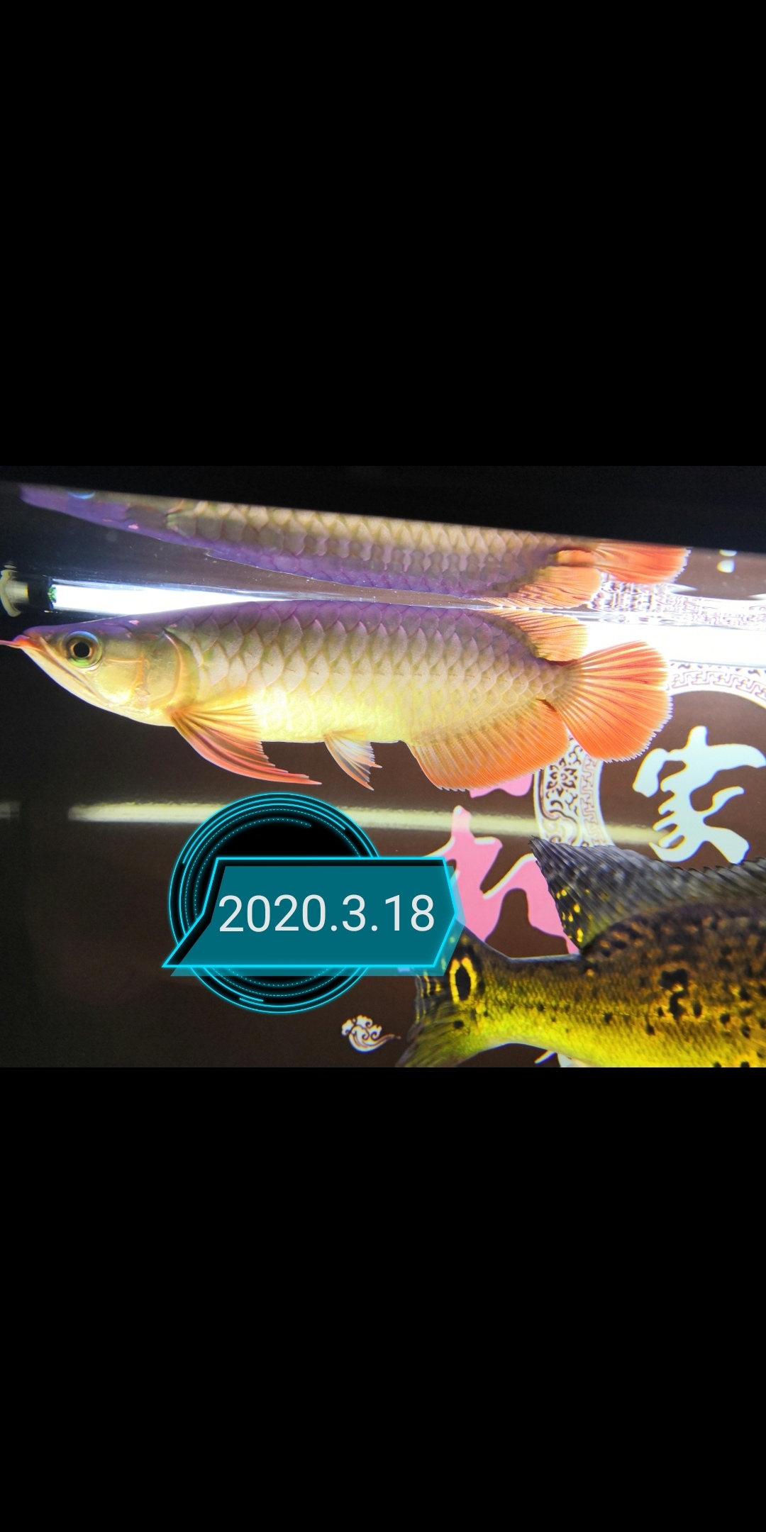 大魚(yú)住別墅小魚(yú)再入缸 名貴錦鯉魚(yú) 第2張