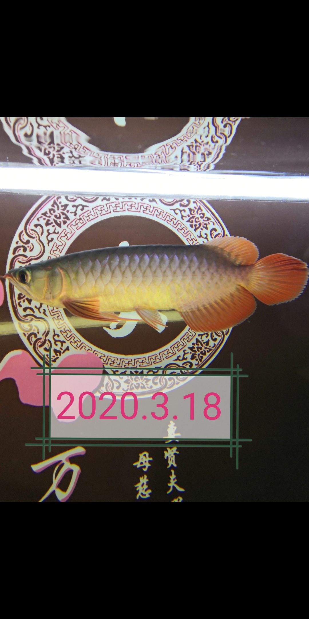 大魚(yú)住別墅小魚(yú)再入缸 名貴錦鯉魚(yú) 第3張