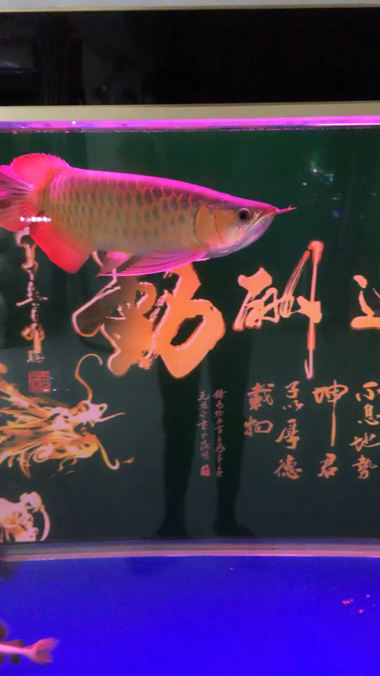 廣州水族館體型 魚糧魚藥 第2張