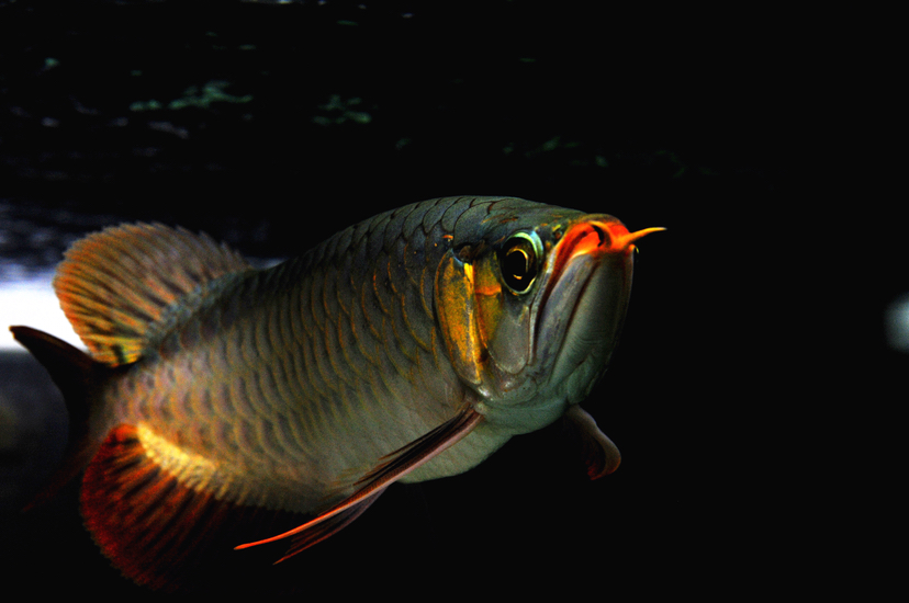 廣州觀賞魚(yú)批發(fā)市場(chǎng)新龍入缸兩周泗水yuki 泗水龍魚(yú) 第4張