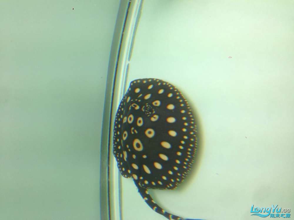 廣州水族批發(fā)市場新手新買的小虹17厘米求鑒定品種