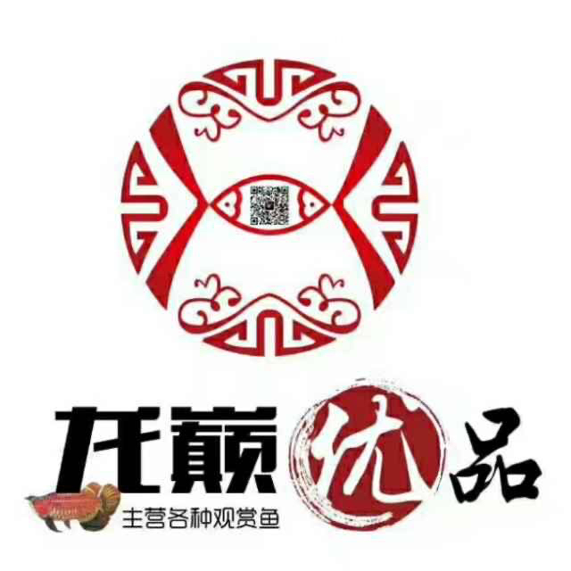 廣州魚缸批發(fā)市場求聯(lián)系方式 女王大帆魚 第2張