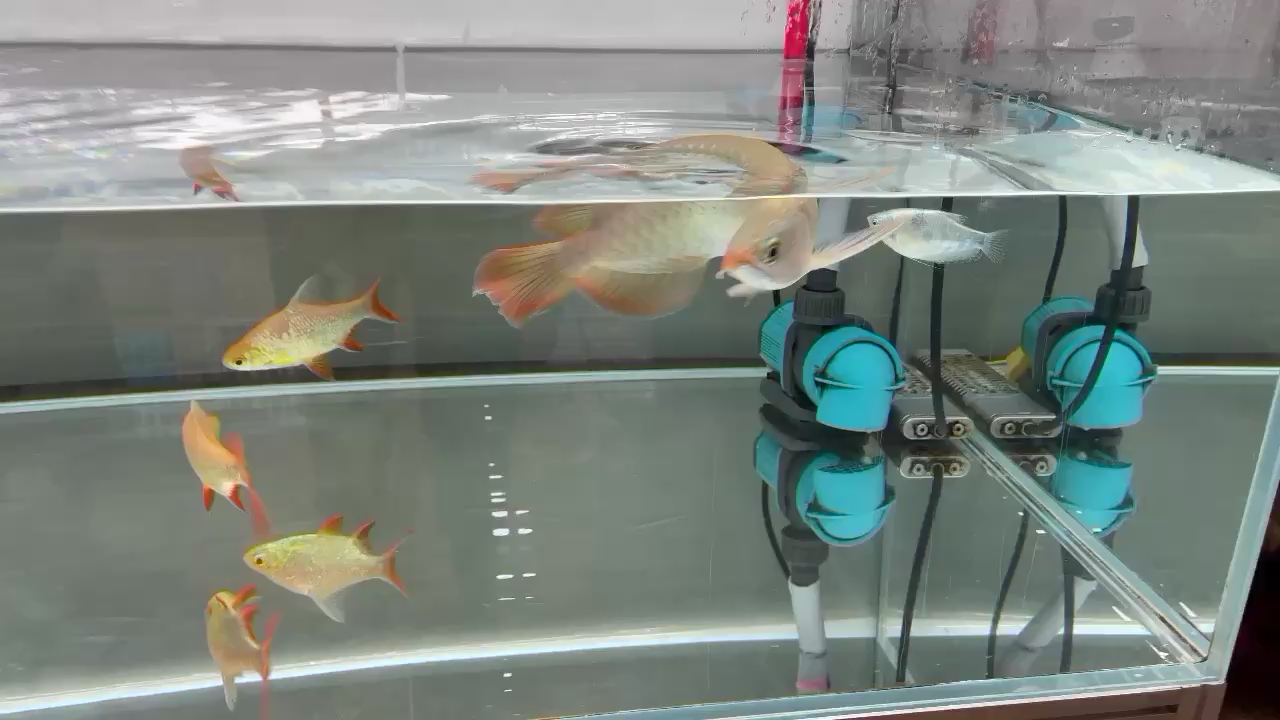 廣州水族批發(fā)市場早上起來就去看愛魚 觀賞魚水族批發(fā)市場