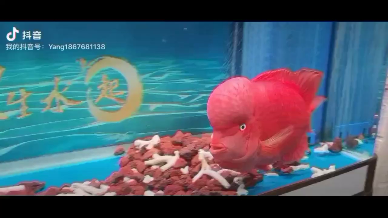 廣州水族館泰版紅馬羅漢品質(zhì)第一