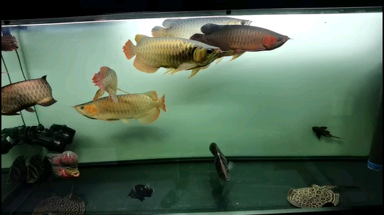 廣州水族批發(fā)市場召喚神龍 觀賞魚水族批發(fā)市場 第1張