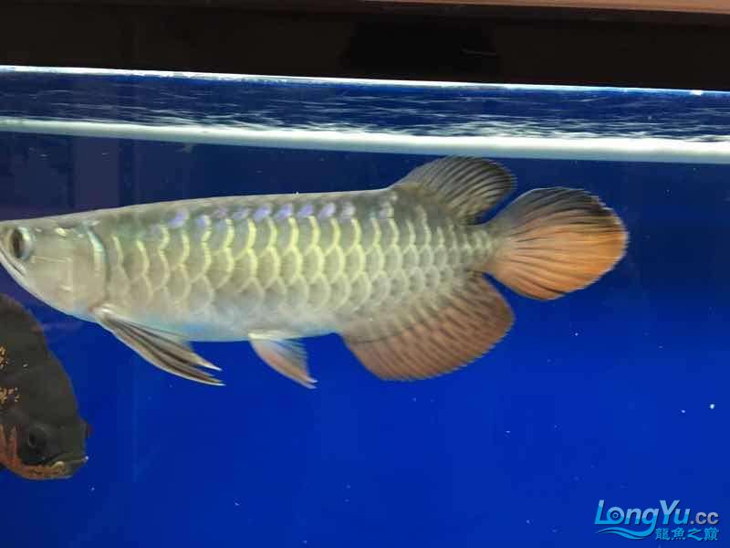 廣州觀賞魚批發(fā)市場新手求鑒定急急急 觀賞魚批發(fā) 第1張