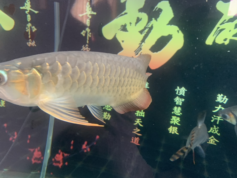 廣州水族館魚(yú)鰓后第二個(gè)鱗片邊緣發(fā)白新手不懂 黑桃A魚(yú) 第1張