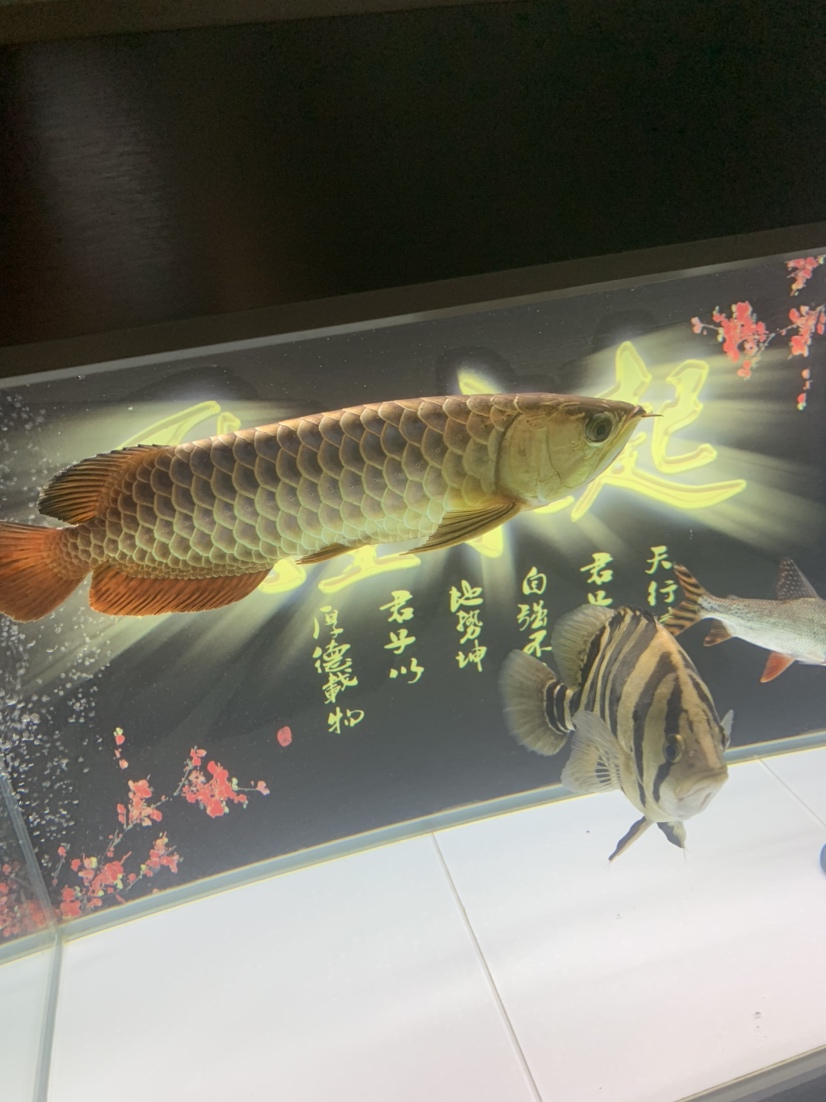 記錄一下第二條龍魚 祥龍龍魚魚糧 第1張