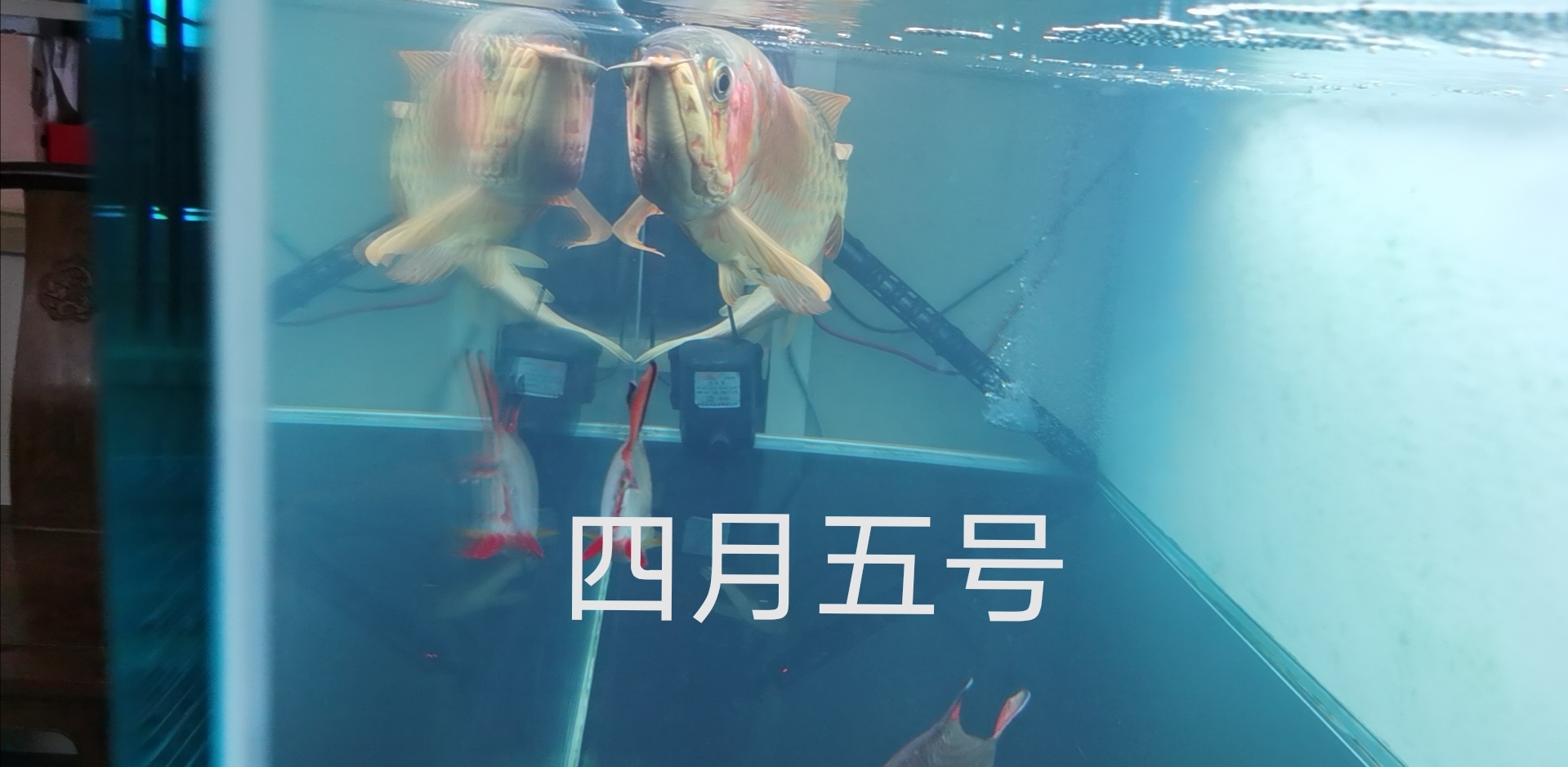 廣州水族批發(fā)市場不可以得瑟 觀賞魚水族批發(fā)市場 第3張