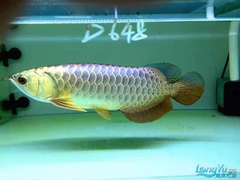 夢(mèng)幻藍(lán)好愛(ài) 觀賞魚(yú) 第2張