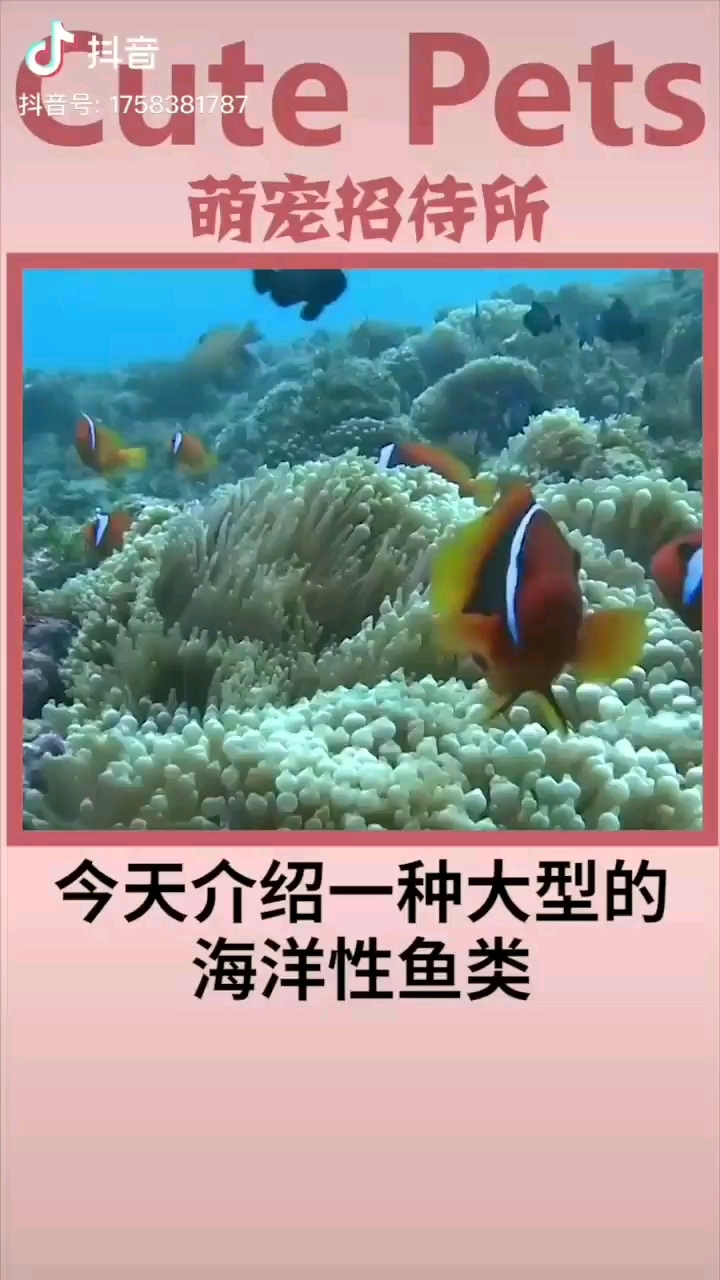 廣州觀賞魚批發(fā)市場翻車魚這個樣子很呆萌啊 觀賞魚批發(fā) 第1張