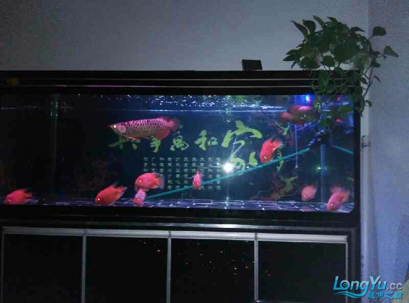 廣州魚缸批發(fā)市場好久不見曬曬魚 麥肯斯銀版魚 第3張