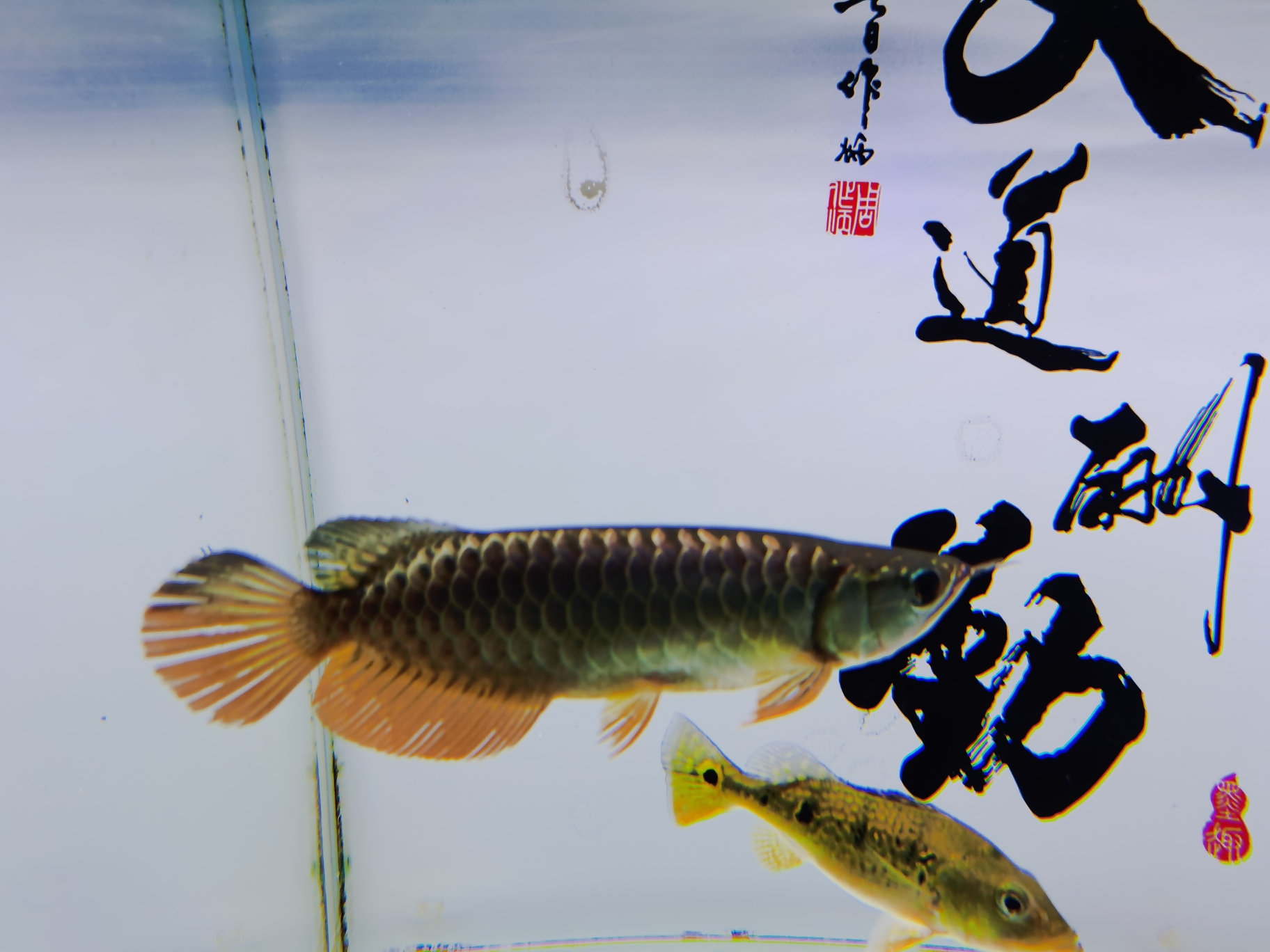 廣州水族館混養(yǎng)的煩惱 過濾設(shè)備 第1張