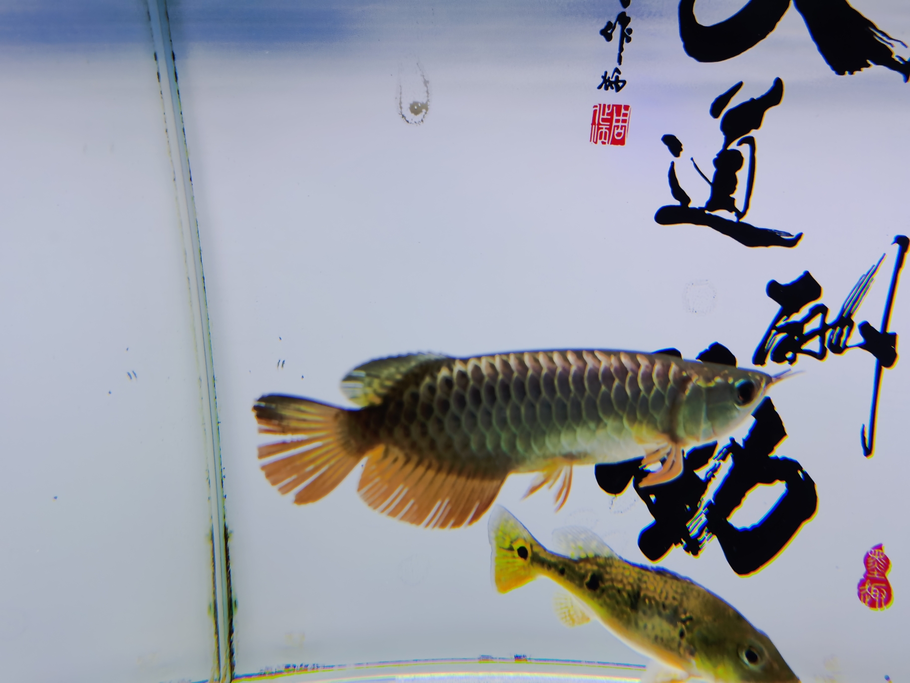 廣州水族館混養(yǎng)的煩惱 過濾設(shè)備 第2張