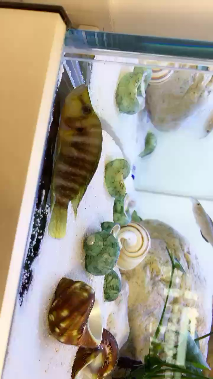 檸檬虎挑食