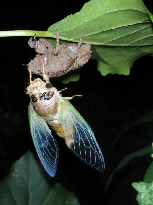 求助新缸開(kāi)缸教程 飛鳳魚(yú) 第2張