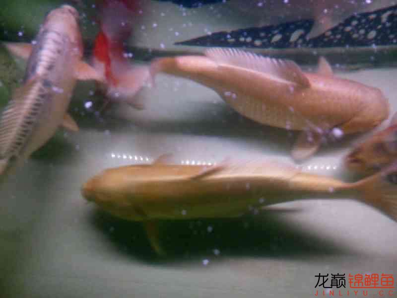 廣州水族館六一兒童節(jié)我得肥豬們 蘇虎 第6張