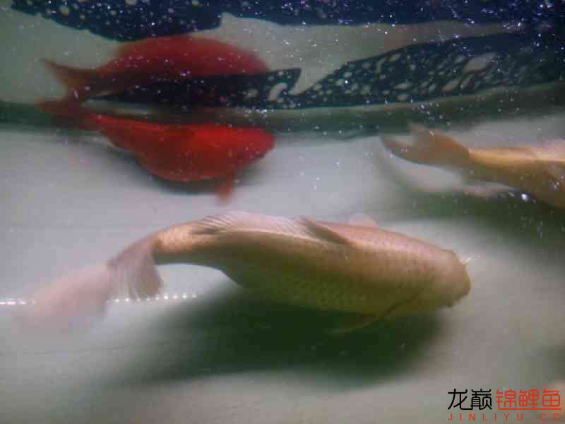 廣州水族館六一兒童節(jié)我得肥豬們 蘇虎 第7張