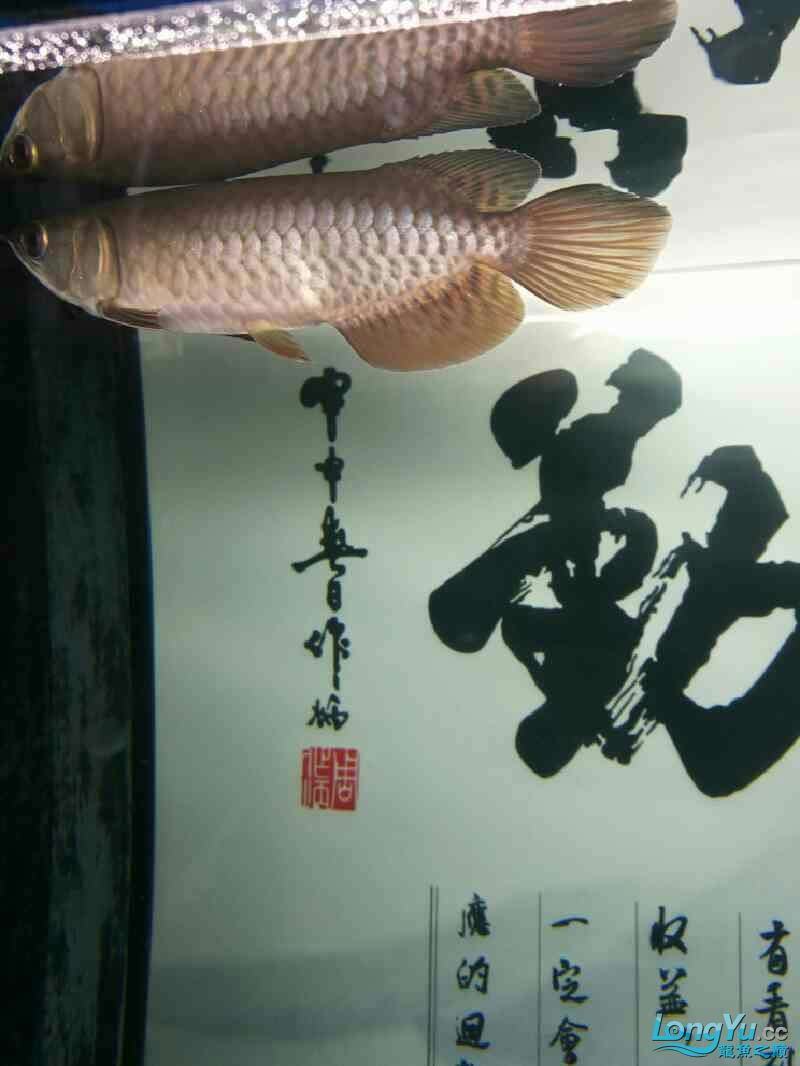 廣州觀賞魚(yú)批發(fā)市場(chǎng)請(qǐng)大神看看我的小龍出什么問(wèn)題了