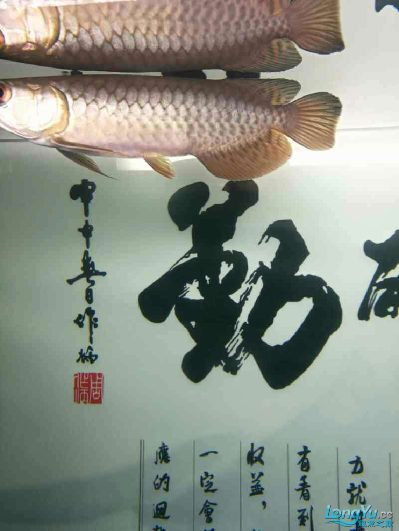 廣州觀賞魚批發(fā)市場請大神看看我的小龍出什么問題了