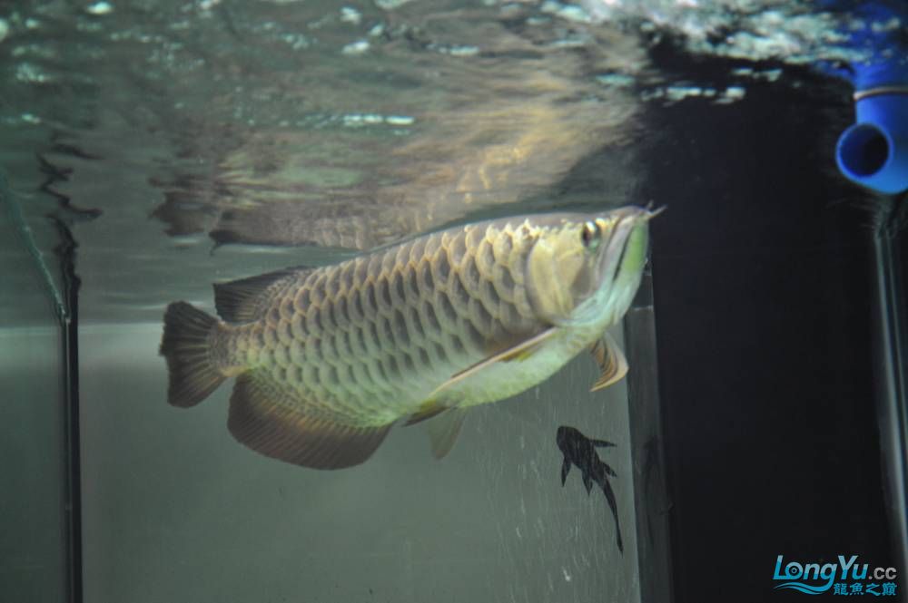 小弟1年半的龍兒和魟 斑馬鴨嘴魚 第39張