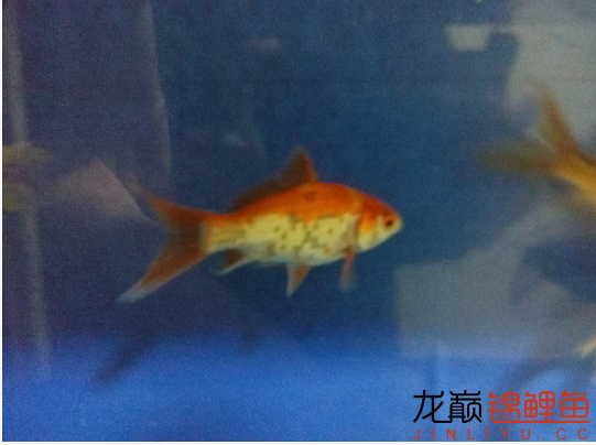 相約4周年+兒子的小禮物和我的小魚 白子黑帝王魟魚 第4張