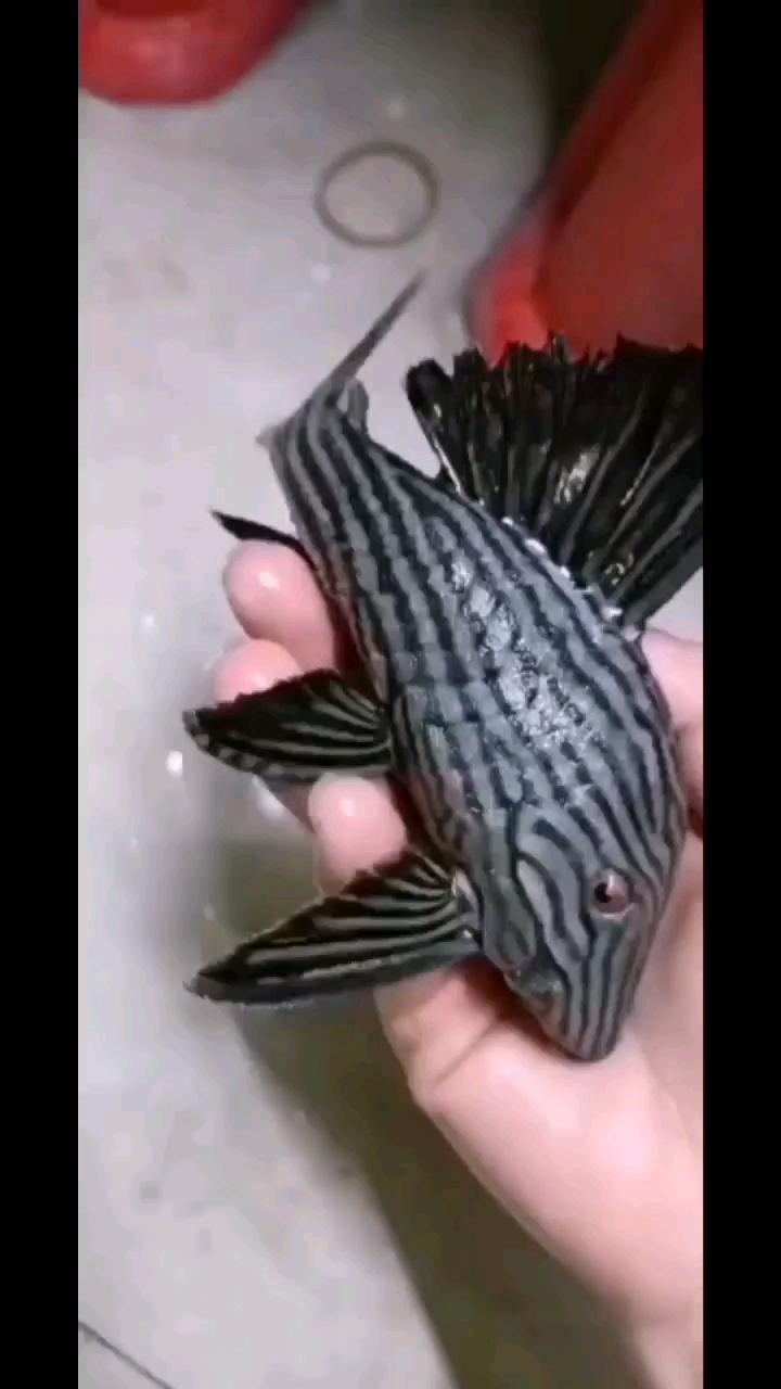 高端異形魚(yú)