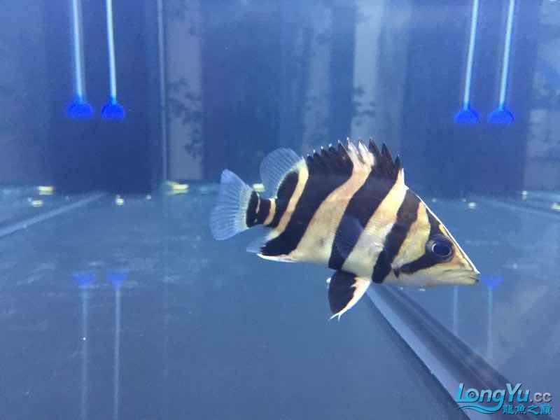 廣州水族館前輩們:忽明忽暗啥原因？ 祥龍傳奇品牌魚缸 第2張