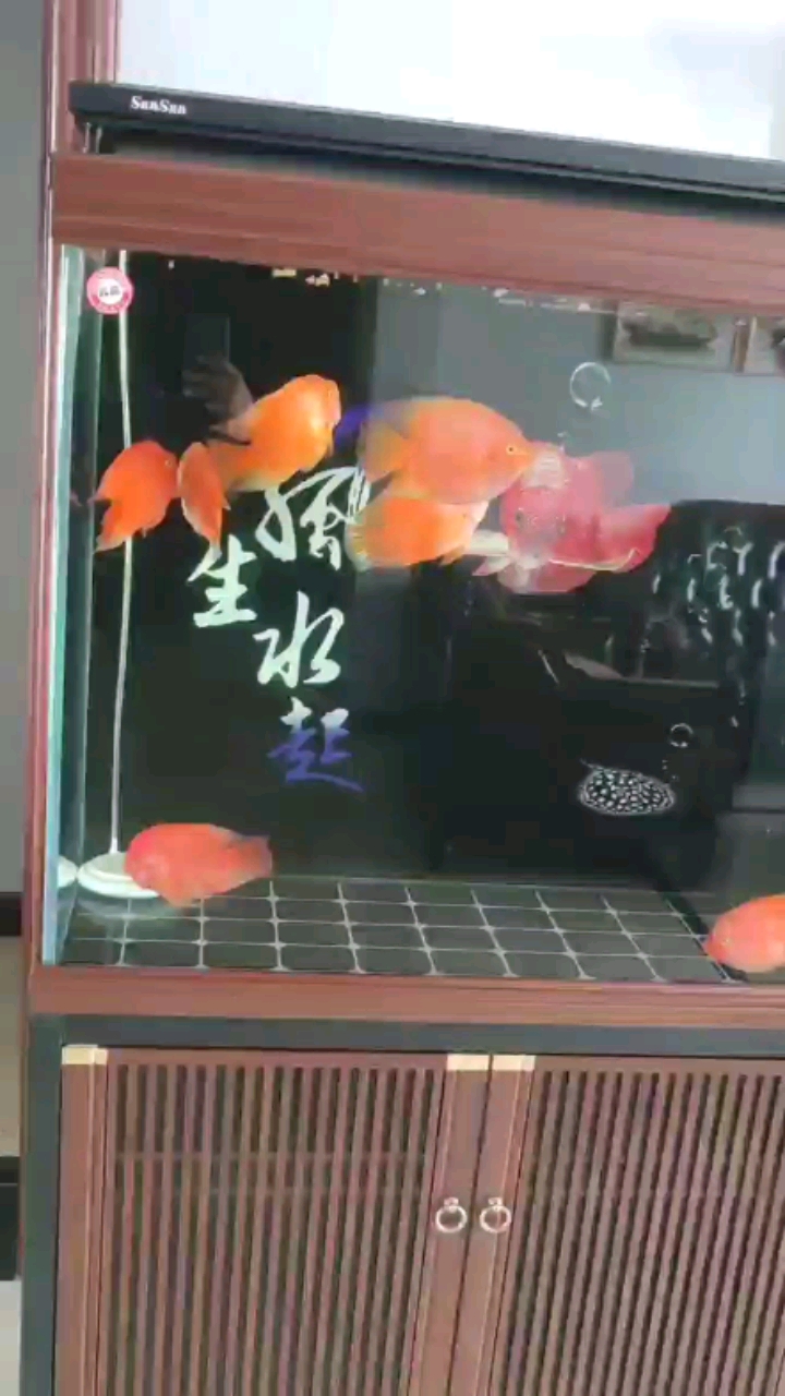 廣州水族館打卡第三天 七彩神仙魚 第1張