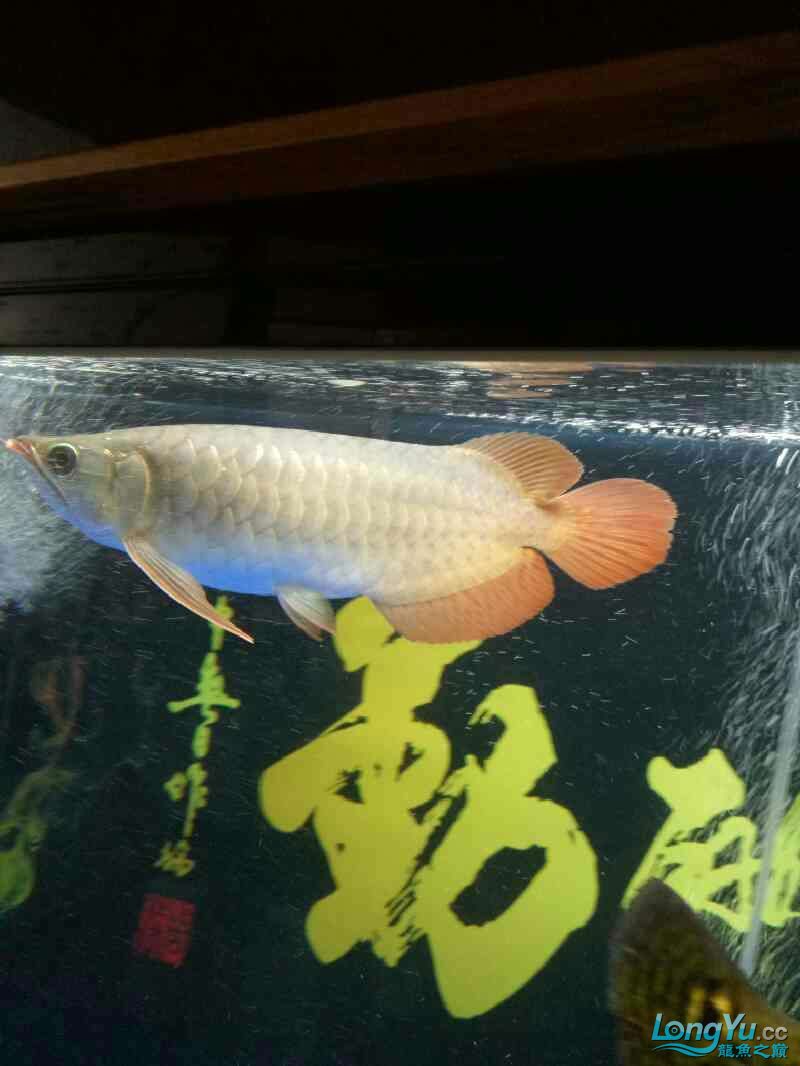 路過幫看下小龍是什么品質(zhì)養(yǎng)一個月了謝謝 羅漢魚批發(fā) 第4張