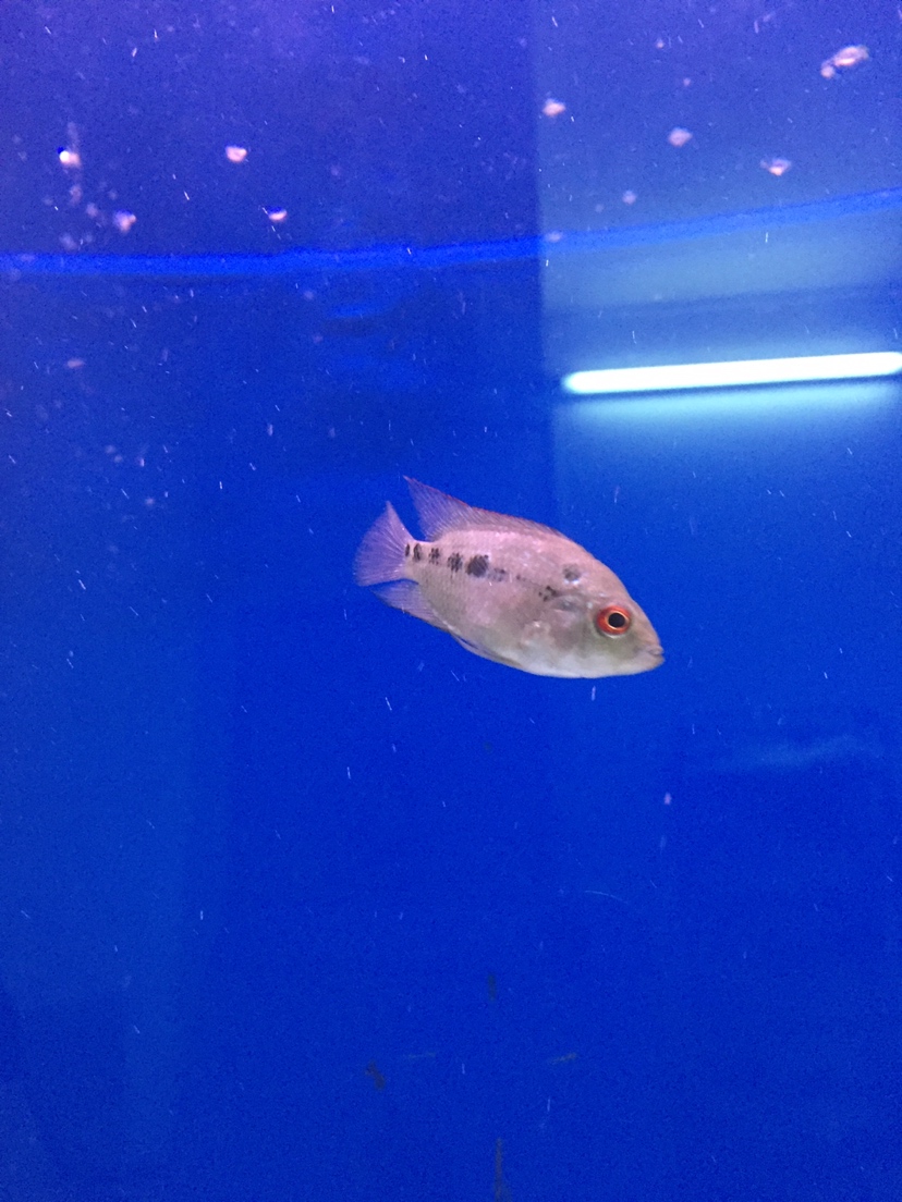 廣州水族館這魚會起頭嗎