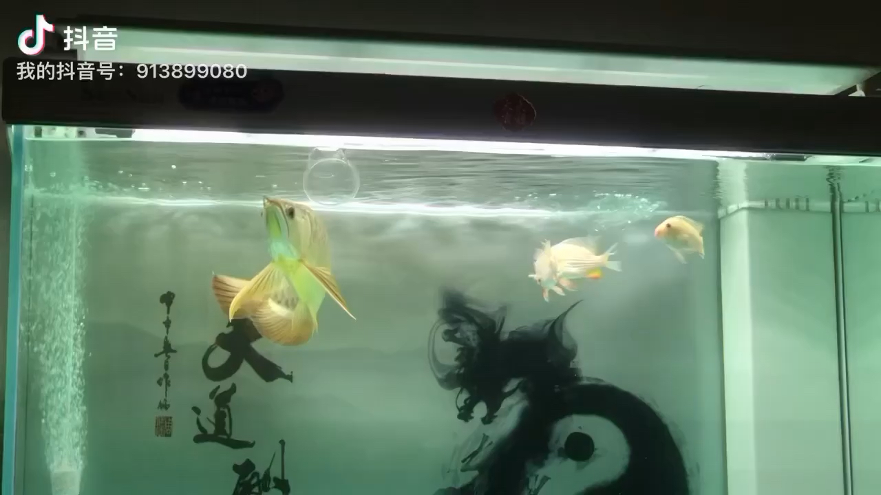 廣州水族館看見它無聊放個水杯給它玩玩 肺魚 第1張