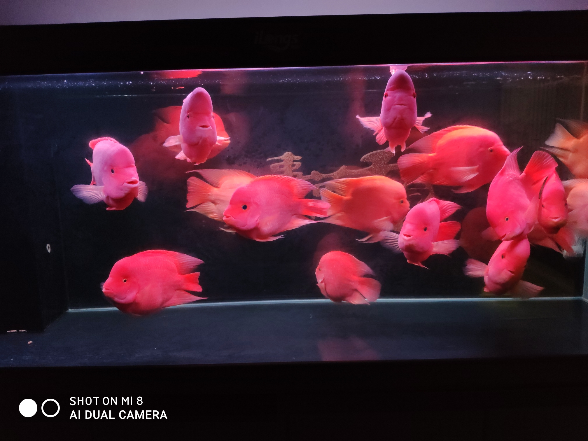 廣州水族館鸚鵡魚頭洞病和凸眼病 鸚鵡魚 第2張