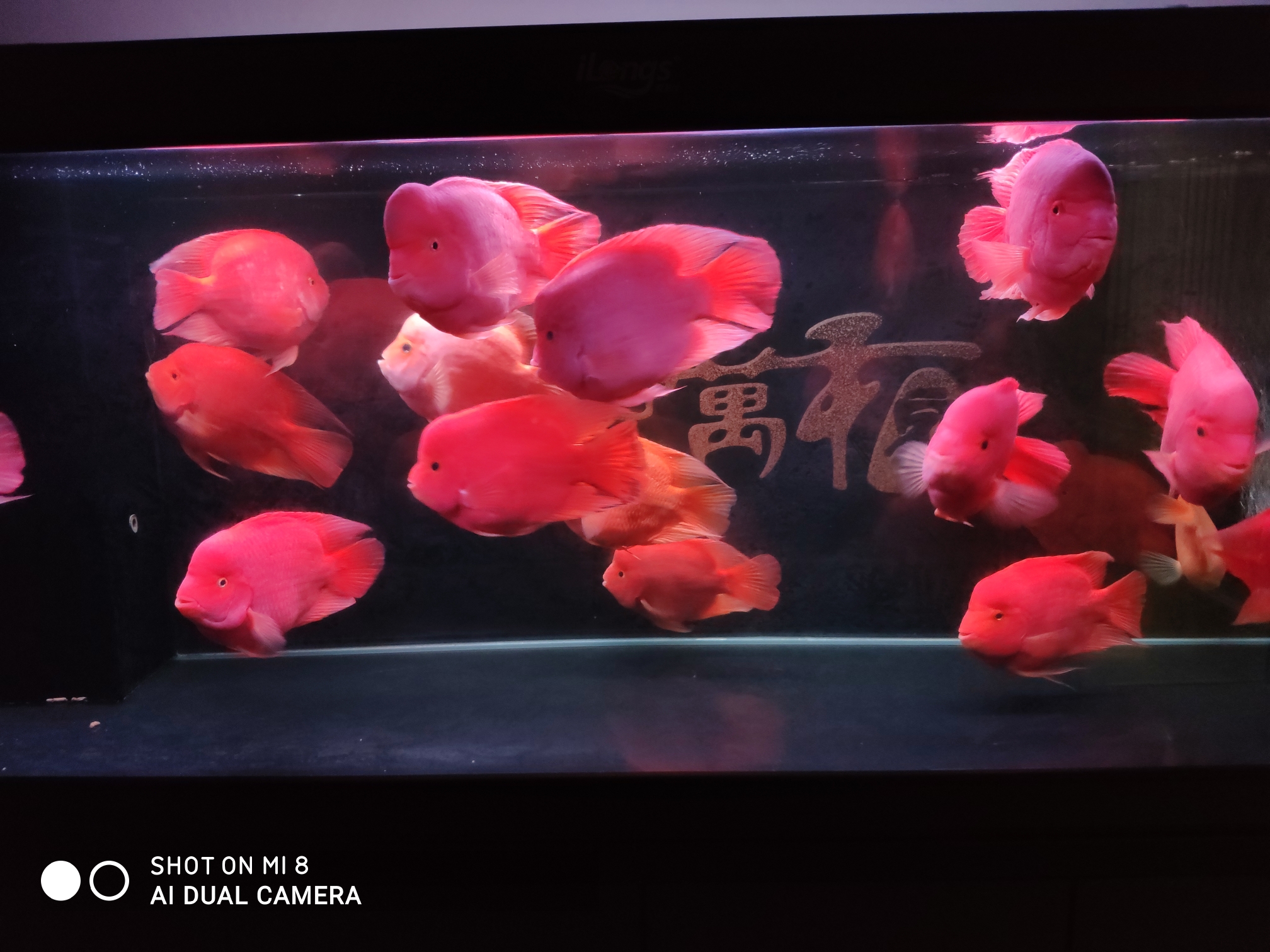 廣州水族館鸚鵡魚頭洞病和凸眼病