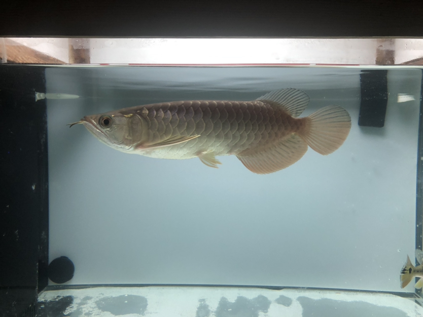 廣州水族館龍魚誤吞牙簽