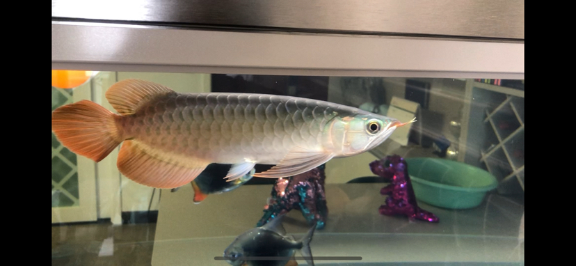 廣州魚缸批發(fā)市場F觀賞魚入缸觀賞魚個月打卡 虎魚百科 第5張