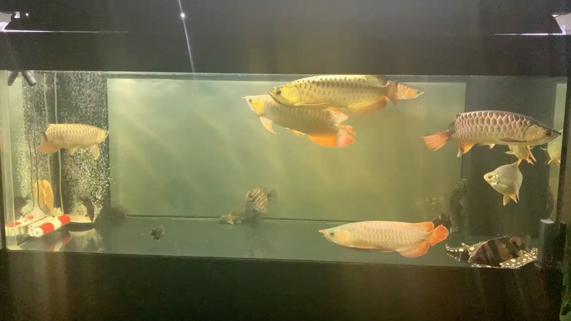 廣州水族批發(fā)市場(chǎng)挺喜歡這琥珀色 觀賞魚水族批發(fā)市場(chǎng)