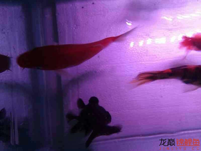 感謝魚友們給我支招沫沫已經(jīng)完全消失 泰國虎魚 第2張