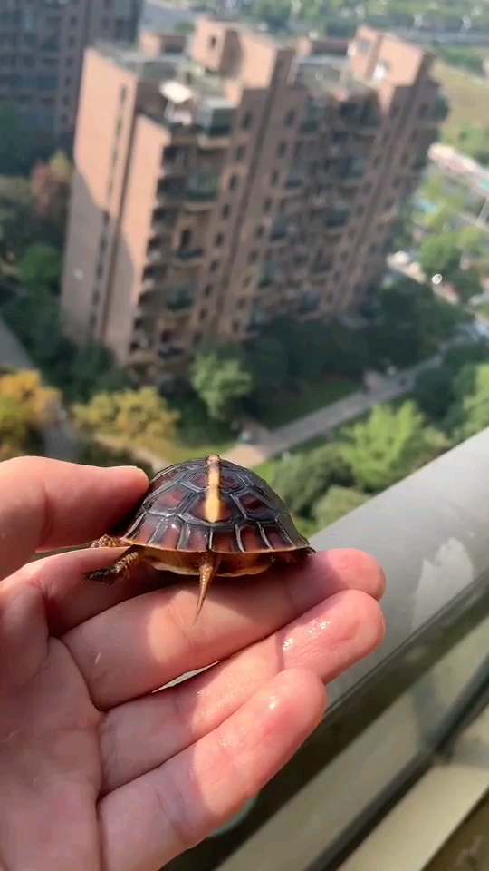 黃緣說:這是我第一次飛也是最后一次飛 廣州水族器材濾材批發(fā)市場(chǎng) 第1張