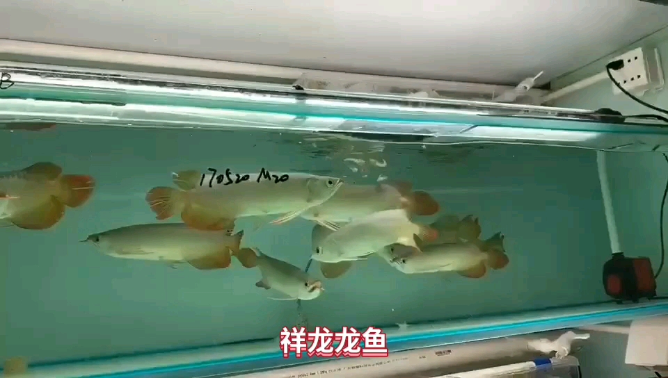 廣州水族館印尼小紅龍批發(fā) 印尼小紅龍 第1張