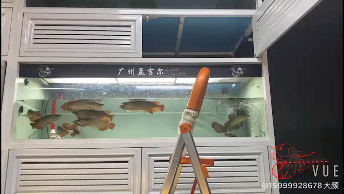 廣州水族批發(fā)市場孟吉爾～孟吉爾紅外線F1小孟