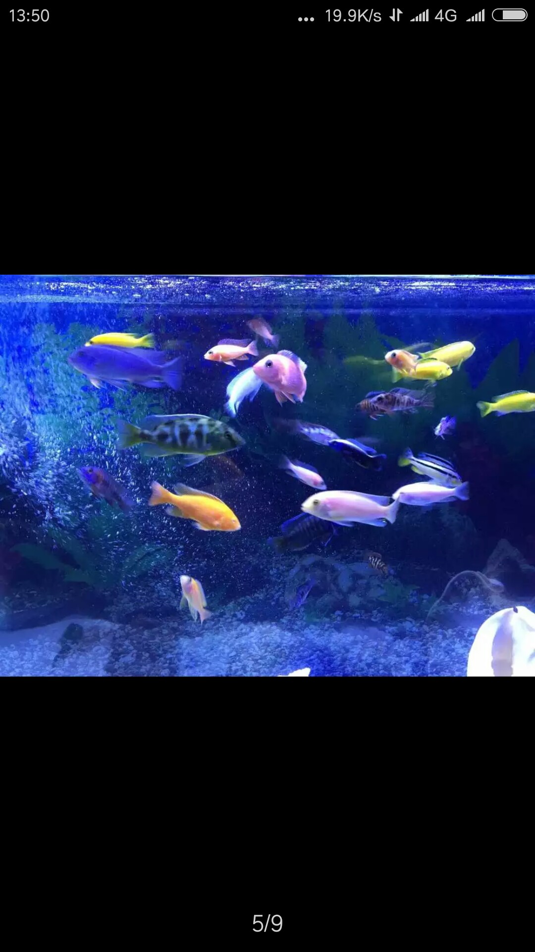 與四海水族泰國貿(mào)易邂逅+聊聊養(yǎng)魚