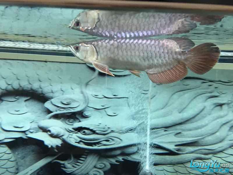 四海水族泰國貿(mào)易邀你來拼魚奸商給的緣分 龍鳳鯉魚 第2張