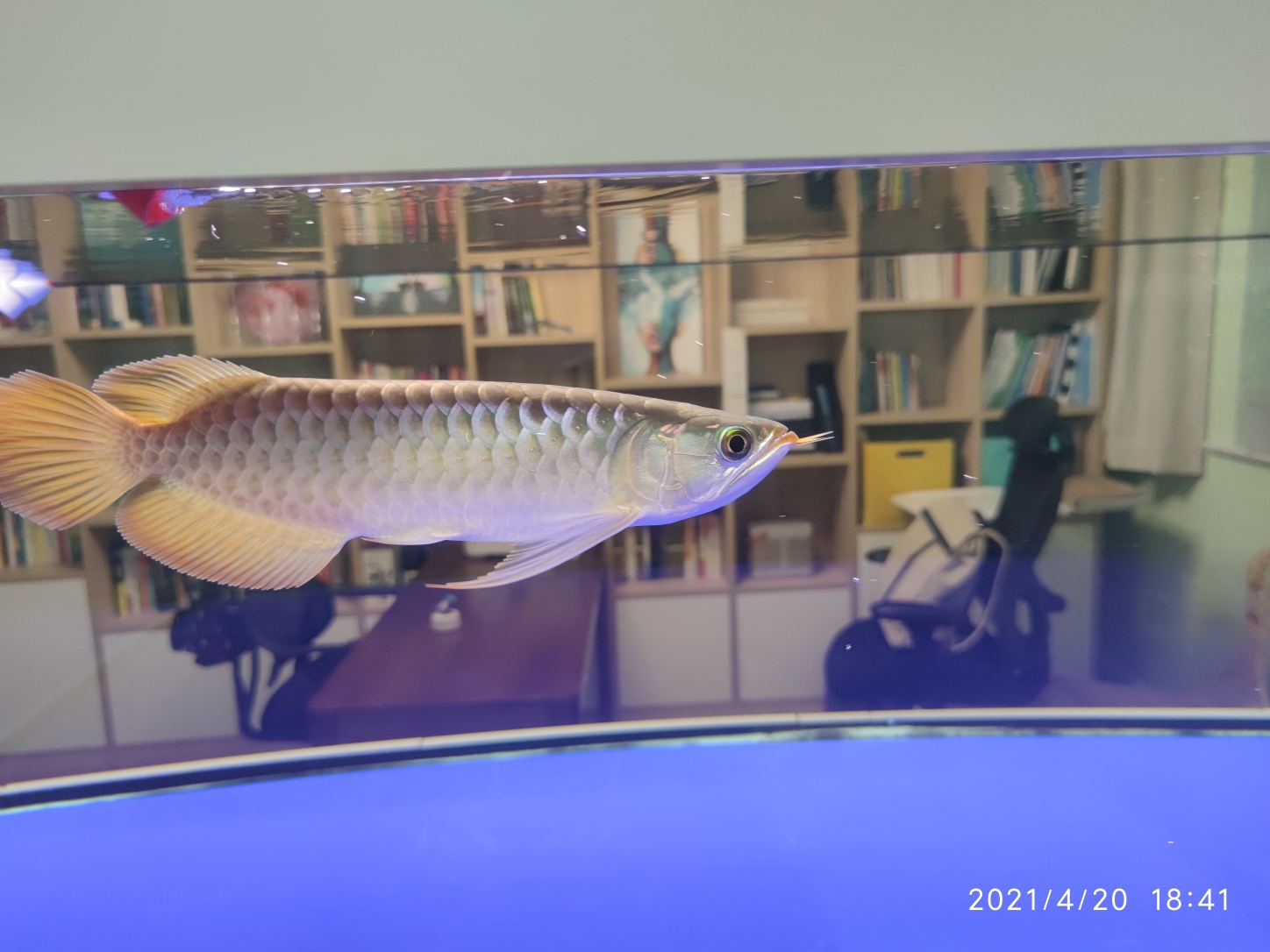 廣州水族批發(fā)市場到家90天記錄 觀賞魚水族批發(fā)市場 第7張