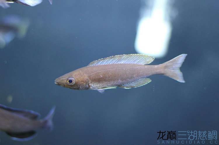 劍沙 祥龍傳奇品牌魚缸 第5張